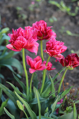 pink lush opened tulips on a flower bed in the garden, women's happiness-gardening hobby