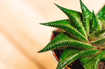 Aloe Vera plant