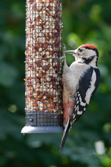 great spotted woodpecker profiled on a bird feeder