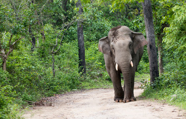 Fototapeta premium A big angry male Elephant (Tusker) in Jim Corbett National park