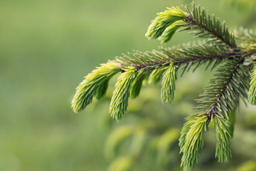 Spruce branch. Beautiful spruce branch with needles. Christmas tree in nature. Spruce close-up....