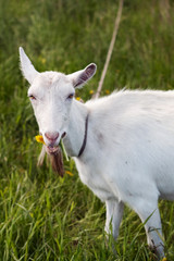 Lovely goat. White goat outdoors, photo of farm animals.
