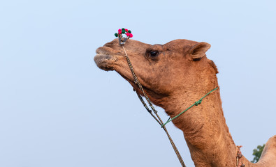 Portrait of decorated camels in Pushkar camel fair, Rajasthan, India.
