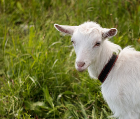 Beautiful goat chews grass. White goat outdoors, photo of farm animals.
