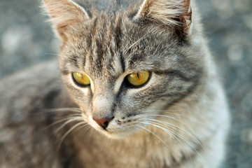 Playful and happy kitten. Portrait of a cute gray cat. Wild cat.