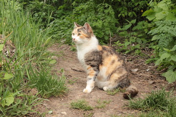 Tricolor cat sits on a path among green grass