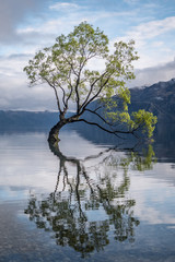 That Wanaka tree in Newzealand. lonely tree.