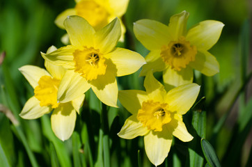 Yellow spring flowers in green grass