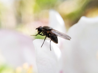 Macro fly on a flower. Black fly. Insect close up
