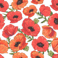 Seamless pattern with poppy flowers and leaves on white background. Vector illustration