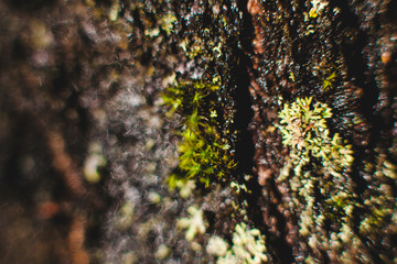 tree bark texture macro photo macro world moss on a tree raindrops in the sun
