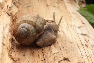 
Grape snail basking in the spring sun