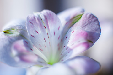 beautiful delicate iris flower in purple and white tones