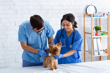 Veterinary physician with assistant checking dog's heartbeat with stethoscope at animal clinic