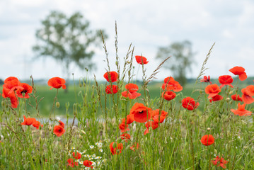 Fototapeta premium Rot blühendes Klatschmohn Feld im Sommer