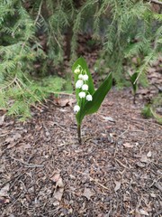 Lily of the valley. Flower in spring garden.