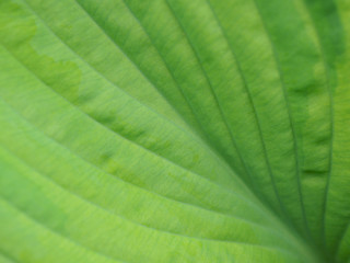 Wide leaf of a plant close-up. Top view from above. Natural floral green background or wallpaper