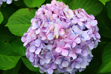紫陽花