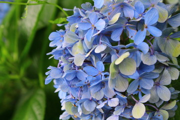 紫陽花