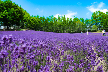 富良野のラベンダー畑