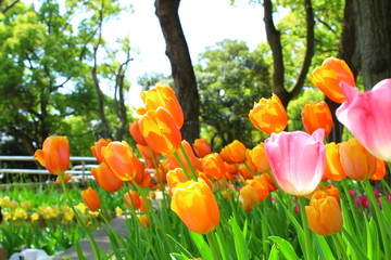 チューリップ