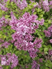 Syringa meyeri Palibin (Korean lilac).  Lilac pink flower. Lilac flowers bunch.