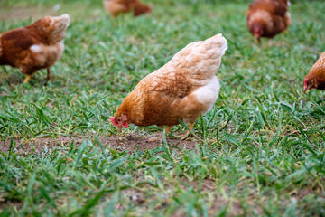 A chicken picking on the ground of a lawn.