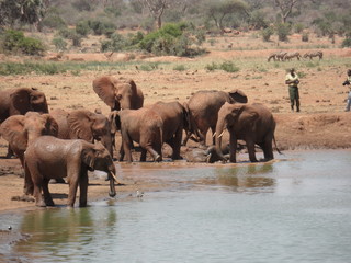 Fototapeta na wymiar drinking elephants in kenya