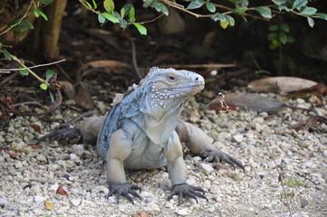 Blue Iguana facing right