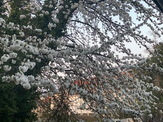 spring in the forest