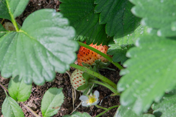 Strawberry in the garden begins to blush, ripen.