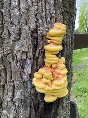 Трутовик гриб