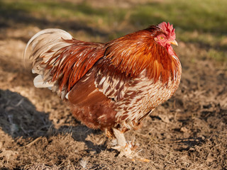 Red rooster in warm light in the garden