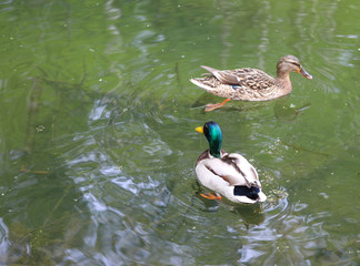 pair of wild duck on the pond close up