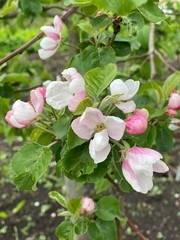 apple tree blossom