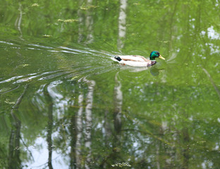 wild duck in a pond against the reflection of trees