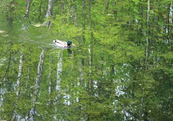 wild duck in a pond against the reflection of trees