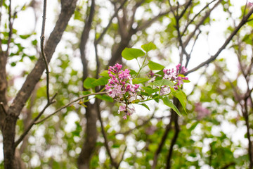 lilac with green leaves 