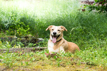 Young smiling labrador lying in the grass in front of a pine cone