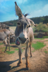 Donkey with a funny expression in a corral on a farm.