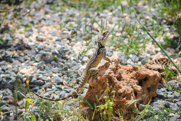 A green lizard with a curled tail basks on a large stone