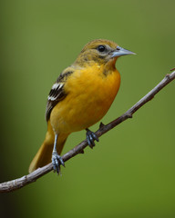 Female northern Baltimore Oriole bird