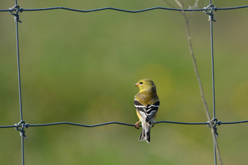 Female American Goldfinch sits perched on agriculture fence