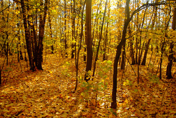 Golden autumn in the forest, Moscow