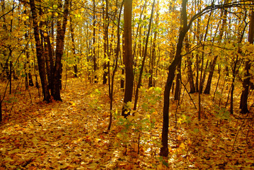 Obraz premium Golden autumn in the forest, Moscow