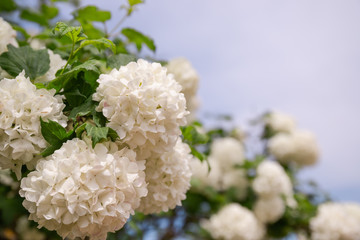 Kalina Buldenezh, or the Snow Globe