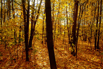 Obraz premium Golden autumn in the forest, Moscow