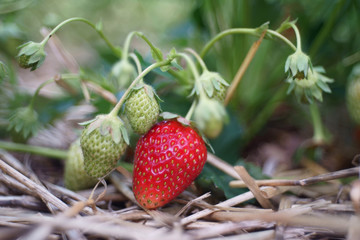 red and green strawberries on branch close-up