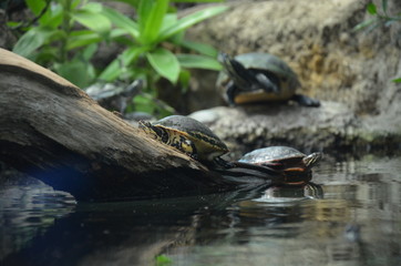 Turtle with the head outside relaxing at the sunlight