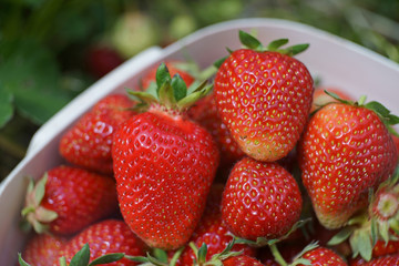 fresh red strawberries close-up